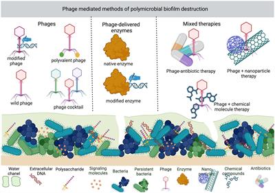 Advances in bacteriophage-mediated strategies for combating polymicrobial biofilms